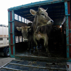 Reses de vacuno en el mercado de ganados de León. fernando otero