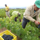 Las uvas de la última cosecha han dado lugar a un vino de una calidad inmejorable.