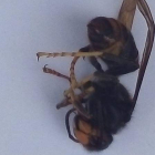 La velutina identificada en Tejerina por un apicultor. DL