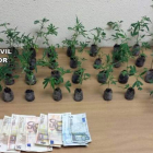 Imagen de las plantas incautadas en La Magdalena facilitada por la Guardia Civil