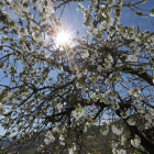 Los cerezos en flor en Corullón son ya un atractivo de visita. L. DE LA MATA