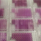 Muestras de microorganismos marinos con los que trabaja el instituto biotecnológico.