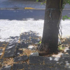 Imagen facilitada por el Ayuntamiento de algunos árboles. DL