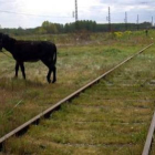 Las abandonadas líneas férreas de un tren que ya no existe.