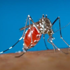 Mosquito Aedes, transmisor del virus zika.