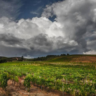 Imagen de viñedos en la comarca berciana