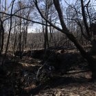 Estado del bosque tras el incendio registrado en agosto.