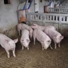 Granja porcina en Aragón