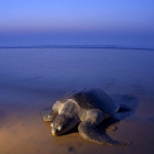 Una tortuga olivácea o golfina, la más pequeña de las tortugas marinas, en la playa india de Rushikulya, este jueves.