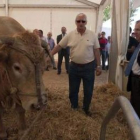 Herrera contempla un ejemplar de ganado bovino durante su visita a la feria salamantina.