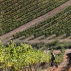 Viñedos en el Bierzo.