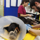 Dos alumnos de la facultad tratando a un paciente en las instalaciones del Hospital Veterinario. RAMIRO