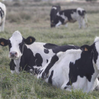 Los productos lácteos son los más vulnerables por el bloqueo alimentario en la Unión Europea.