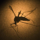 El mosquito Aedes aegypti, transmisor del virus del zika.