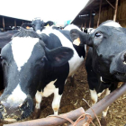 Una granja de vacuno de leche