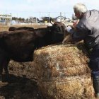 Un granjero alimenta una vaca en la zona próxima a Fukushima.