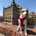 Pipper, subido a la muralla y con el Palacio de Botines de Gaudí al fondo. DL