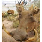 En el Museo de la Fauna Salvaje se exhiben más de 8.000 especies