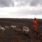 Una rehala de perros, a punto de batir un maizal en la provincia leonesa.