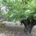 En todas las zonas del Bierzo hay sotos en los que los árboles no tienen erizos. ANA F. BARREDO