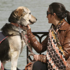 El parque madrileño del Retiro fue el lugar elegido para que una treintena de perros abandonados encontrasen dueño.