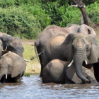 Unos elefantes beben agua en un parque africano.
