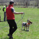 Un momento de la competición de perros de rastro celebrada en Anllares del Sil.