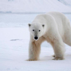 Un oso polar camina sobre el hielo buscando alimento.