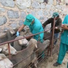 Veterinarios de Avescal en una explotación babiana en plena tarea de vacunación