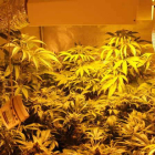 Marihuana intervenida en un invernadero habilitado en la habitación de una vivienda.