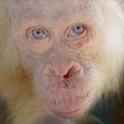 Hembra 8El orangután de Borneo rescatado en un aldea de la provincia indonesia de Kalimantan Central.