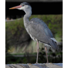 Esta especie se localiza básicamente en ríos y humedales. DL