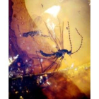 En el interior hay insectos que ya no existen hoy muy bien conservados