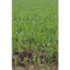 Imagen de un campo de maíz en la provincia leonesa