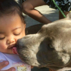 La hija de la señora Chaichanhda, de siete meses, salvó su vida gracias al heroico gesto de la pitbull Sasha.