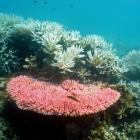 Coral blanquecino en la isla de Halfway en la Gran Barrera de Coral, en Queensland (Australia).