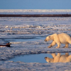 Un oso polar, en el ártico.