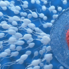 Recreación de espermatozoides intentando entrar en un óvulo.