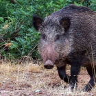 El jabalí mantiene la tuberculosis en el medio rural siendo las vacas su principal víctima. EFE