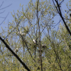 Las colonias de martinetes y garcillas bueyeras anidan en la vegetación de la isla del Bernesga a la altura del puente de San Marcos. MARCIANO PÉREZ