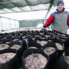uno de los procesos de semillado de las especies que pasarán a ‘engordar’ en el vivero.