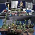 La policía halló una plantación de marihuana en la vivienda.