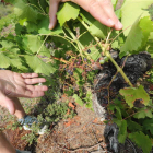 Daños provocados por jabalíes en una viña de Cubillos del Sil en agosto. ANA F. BARREDO