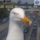 Captura de una de las gaviotas que trolean las cámaras de tráfico de Londres.
