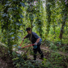 Una mujer trabaja en una plantación de lúpulo. efe