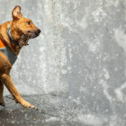 Un perro bebe agua de una fuente