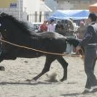 Los visitantes pudieron acariciar a algunos de los caballos participantes