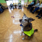 Un perro durante una terapia en una residencia de mayores.