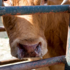 El moqueo y la extrema delgadez son sintomas de la Enfermedad Hemorrágica Epizoótica del ganado vacuno. ICAL/JESÚS FORMIGO