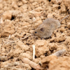 Un topillo en un campo. MARIAN A. MONTESINOS